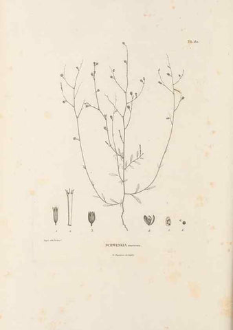 Reproducción/Reproduction 49521480821: Nova genera et species plantarum :. Antverpiae :Ex officina Christophori Plantini ...,1576.. 