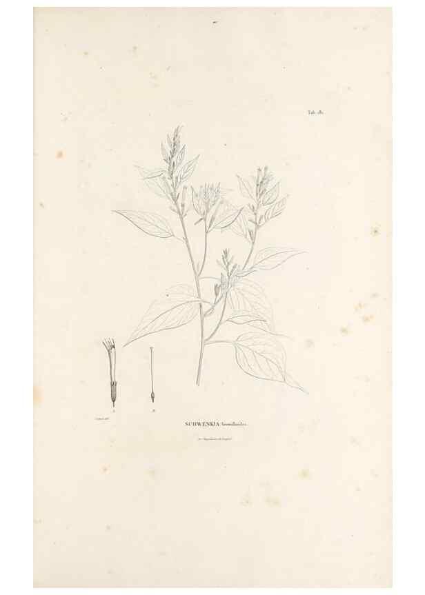 Reproducción/Reproduction 49521691727: Nova genera et species plantarum :. Antverpiae :Ex officina Christophori Plantini ...,1576.. 