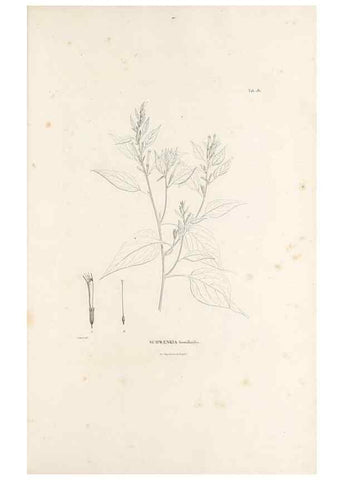 Reproducción/Reproduction 49521691727: Nova genera et species plantarum :. Antverpiae :Ex officina Christophori Plantini ...,1576.. 