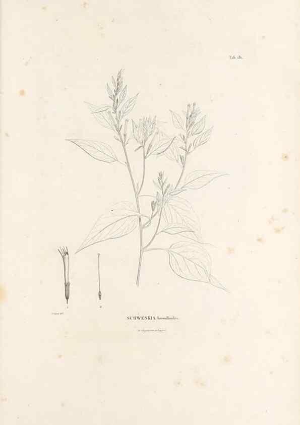 Reproducción/Reproduction 49521691727: Nova genera et species plantarum :. Antverpiae :Ex officina Christophori Plantini ...,1576.. 