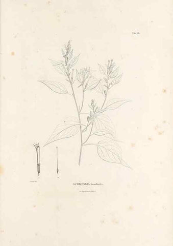 Reproducción/Reproduction 49521691727: Nova genera et species plantarum :. Antverpiae :Ex officina Christophori Plantini ...,1576.. 