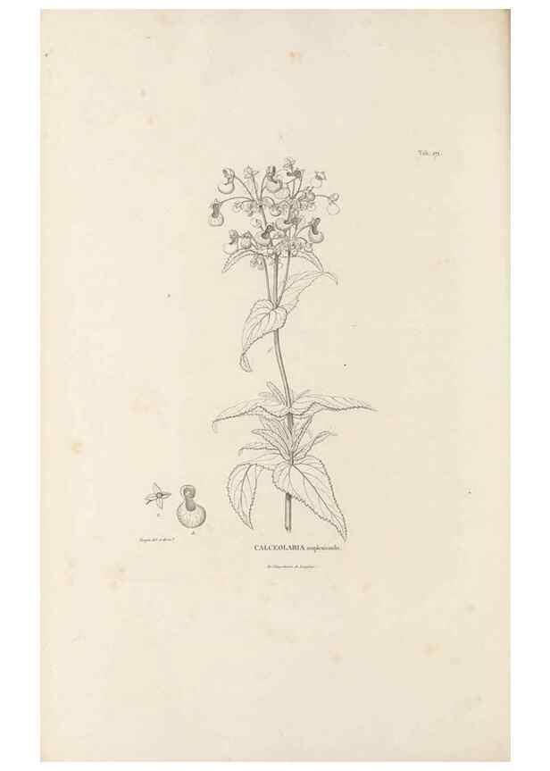 Reproducción/Reproduction 49520956143: Nova genera et species plantarum :. Antverpiae :Ex officina Christophori Plantini ...,1576.. 