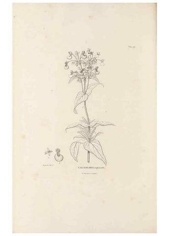 Reproducción/Reproduction 49520956143: Nova genera et species plantarum :. Antverpiae :Ex officina Christophori Plantini ...,1576.. 