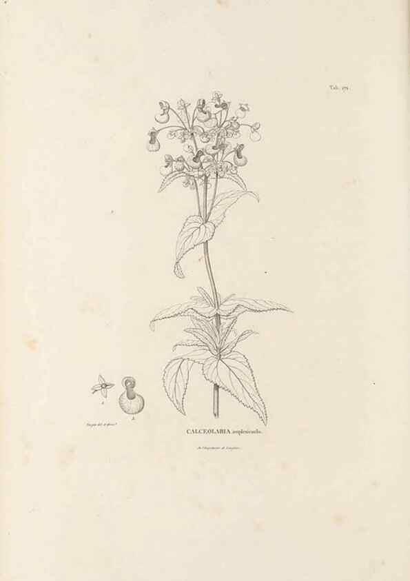 Reproducción/Reproduction 49520956143: Nova genera et species plantarum :. Antverpiae :Ex officina Christophori Plantini ...,1576.. 