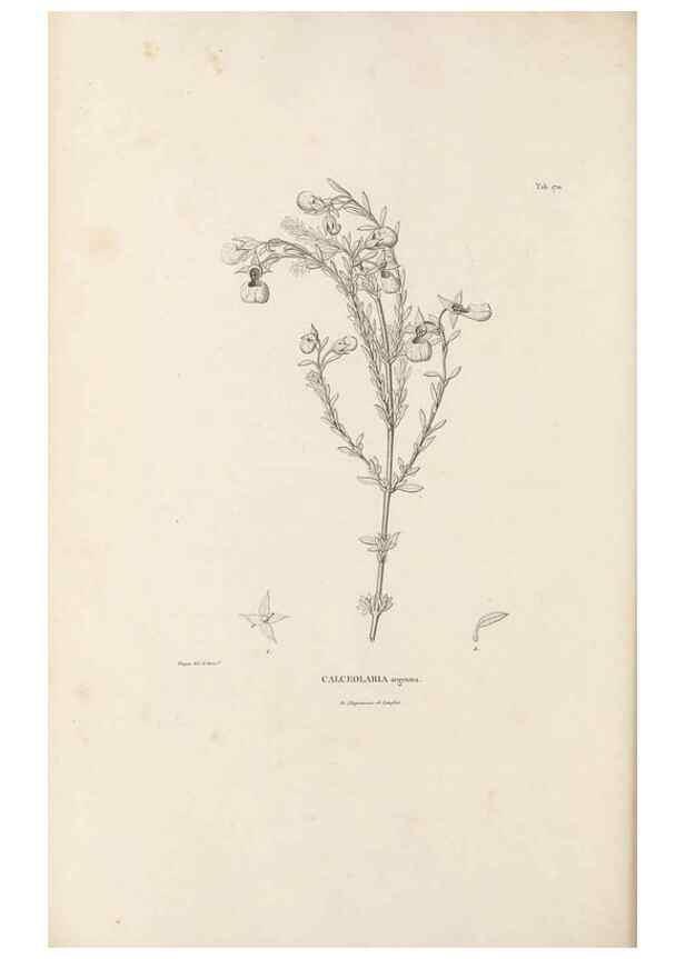 Reproducción/Reproduction 49521692507: Nova genera et species plantarum :. Antverpiae :Ex officina Christophori Plantini ...,1576.. 