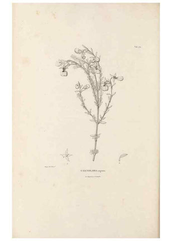 Reproducción/Reproduction 49521692507: Nova genera et species plantarum :. Antverpiae :Ex officina Christophori Plantini ...,1576.. 
