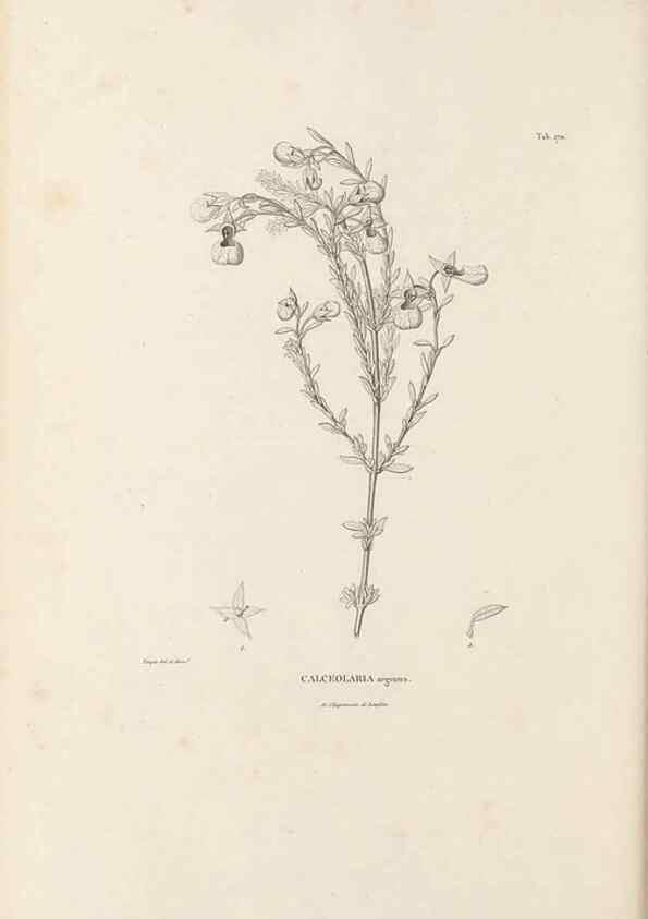 Reproducción/Reproduction 49521692507: Nova genera et species plantarum :. Antverpiae :Ex officina Christophori Plantini ...,1576.. 