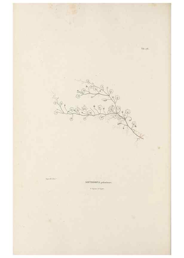 Reproducción/Reproduction 49521482101: Nova genera et species plantarum :. Antverpiae :Ex officina Christophori Plantini ...,1576.. 