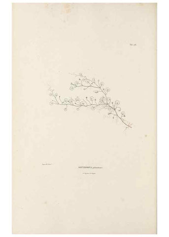 Reproducción/Reproduction 49521482101: Nova genera et species plantarum :. Antverpiae :Ex officina Christophori Plantini ...,1576.. 