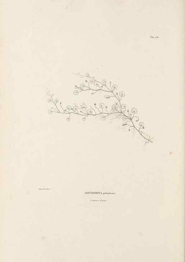 Reproducción/Reproduction 49521482101: Nova genera et species plantarum :. Antverpiae :Ex officina Christophori Plantini ...,1576.. 