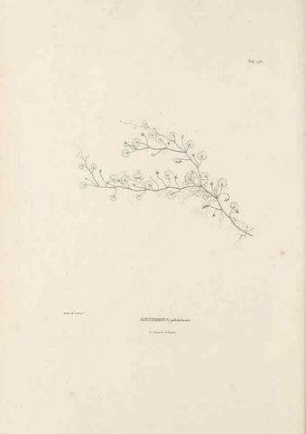 Reproducción/Reproduction 49521482101: Nova genera et species plantarum :. Antverpiae :Ex officina Christophori Plantini ...,1576.. 