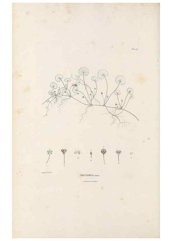 Reproducción/Reproduction 49520957133: Nova genera et species plantarum :. Antverpiae :Ex officina Christophori Plantini ...,1576.. 