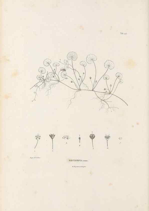 Reproducción/Reproduction 49520957133: Nova genera et species plantarum :. Antverpiae :Ex officina Christophori Plantini ...,1576.. 