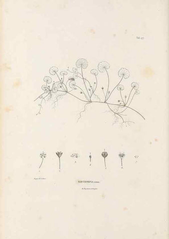 Reproducción/Reproduction 49520957133: Nova genera et species plantarum :. Antverpiae :Ex officina Christophori Plantini ...,1576.. 