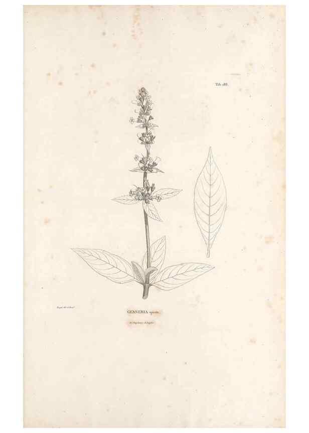 Reproducción/Reproduction 49521482771: Nova genera et species plantarum :. Antverpiae :Ex officina Christophori Plantini ...,1576.. 