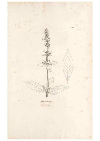 Reproducción/Reproduction 49521482771: Nova genera et species plantarum :. Antverpiae :Ex officina Christophori Plantini ...,1576.. 