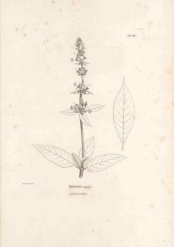 Reproducción/Reproduction 49521482771: Nova genera et species plantarum :. Antverpiae :Ex officina Christophori Plantini ...,1576.. 
