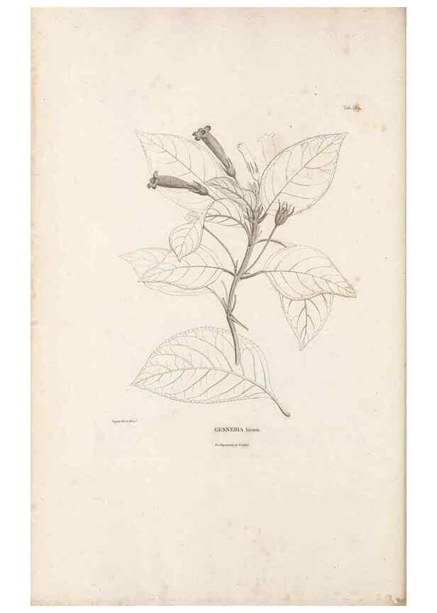 Reproducción/Reproduction 49520957783: Nova genera et species plantarum :. Antverpiae :Ex officina Christophori Plantini ...,1576.. 