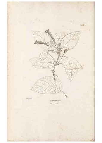 Reproducción/Reproduction 49520957783: Nova genera et species plantarum :. Antverpiae :Ex officina Christophori Plantini ...,1576.. 