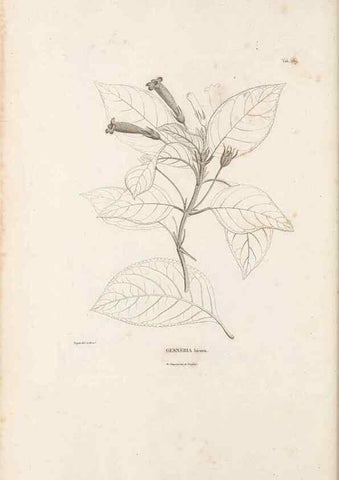Reproducción/Reproduction 49520957783: Nova genera et species plantarum :. Antverpiae :Ex officina Christophori Plantini ...,1576.. 