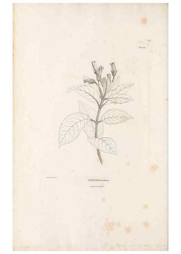 Reproducción/Reproduction 49521694217: Nova genera et species plantarum :. Antverpiae :Ex officina Christophori Plantini ...,1576.. 