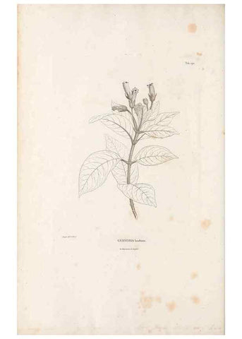 Reproducción/Reproduction 49521694217: Nova genera et species plantarum :. Antverpiae :Ex officina Christophori Plantini ...,1576.. 