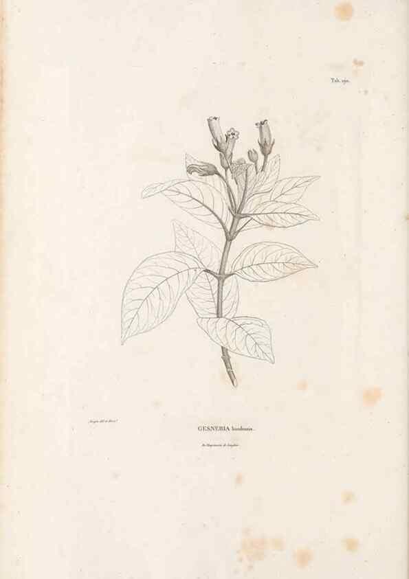 Reproducción/Reproduction 49521694217: Nova genera et species plantarum :. Antverpiae :Ex officina Christophori Plantini ...,1576.. 