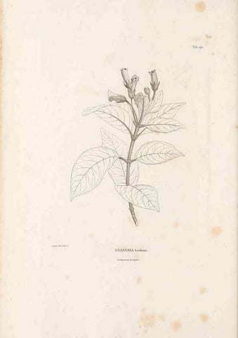 Reproducción/Reproduction 49521694217: Nova genera et species plantarum :. Antverpiae :Ex officina Christophori Plantini ...,1576.. 