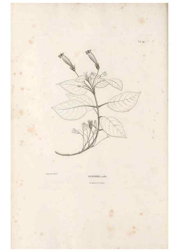 Reproducción/Reproduction 49521483636: Nova genera et species plantarum :. Antverpiae :Ex officina Christophori Plantini ...,1576.. 