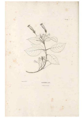 Reproducción/Reproduction 49521483636: Nova genera et species plantarum :. Antverpiae :Ex officina Christophori Plantini ...,1576.. 