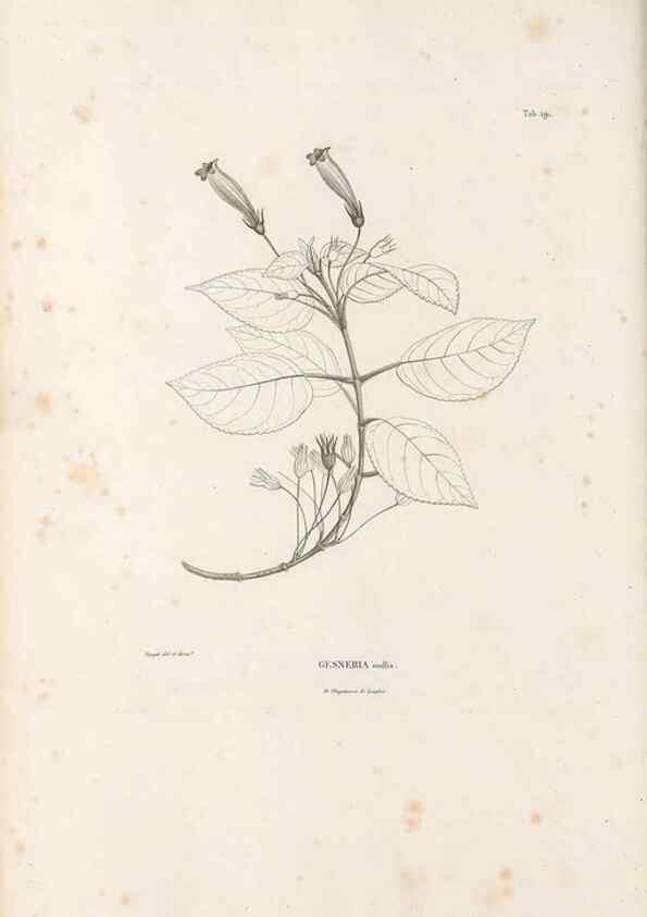 Reproducción/Reproduction 49521483636: Nova genera et species plantarum :. Antverpiae :Ex officina Christophori Plantini ...,1576.. 