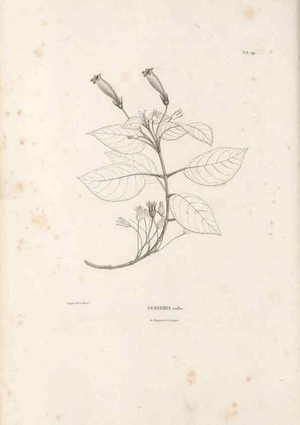 Reproducción/Reproduction 49521483636: Nova genera et species plantarum :. Antverpiae :Ex officina Christophori Plantini ...,1576.. 