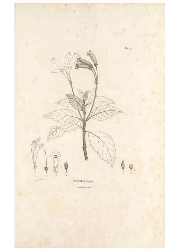 Reproducción/Reproduction 49521483961: Nova genera et species plantarum :. Antverpiae :Ex officina Christophori Plantini ...,1576.. 