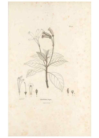 Reproducción/Reproduction 49521483961: Nova genera et species plantarum :. Antverpiae :Ex officina Christophori Plantini ...,1576.. 