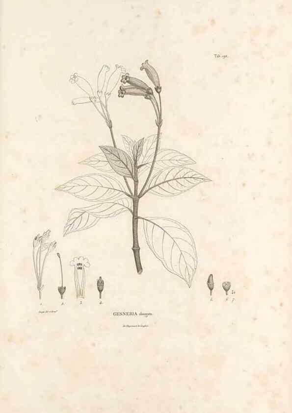 Reproducción/Reproduction 49521483961: Nova genera et species plantarum :. Antverpiae :Ex officina Christophori Plantini ...,1576.. 
