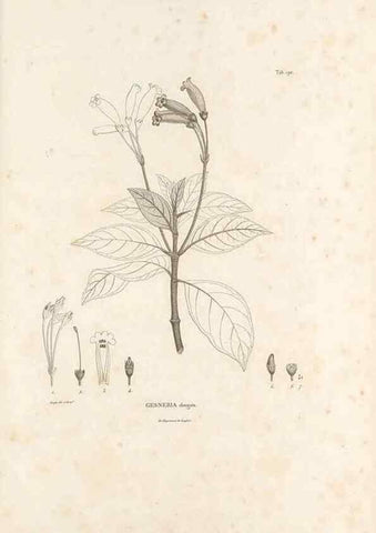 Reproducción/Reproduction 49521483961: Nova genera et species plantarum :. Antverpiae :Ex officina Christophori Plantini ...,1576.. 