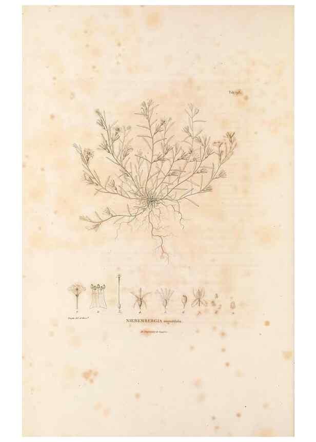 Reproducción/Reproduction 49521539601: Nova genera et species plantarum :. Antverpiae :Ex officina Christophori Plantini ...,1576.. 
