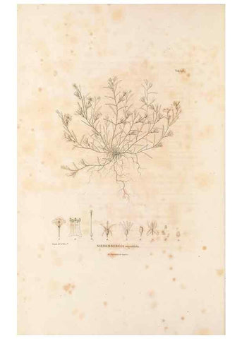 Reproducción/Reproduction 49521539601: Nova genera et species plantarum :. Antverpiae :Ex officina Christophori Plantini ...,1576.. 