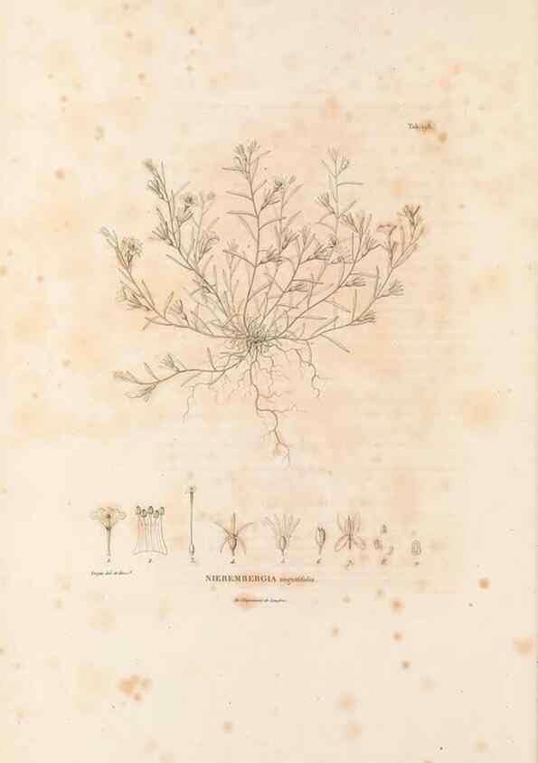 Reproducción/Reproduction 49521539601: Nova genera et species plantarum :. Antverpiae :Ex officina Christophori Plantini ...,1576.. 
