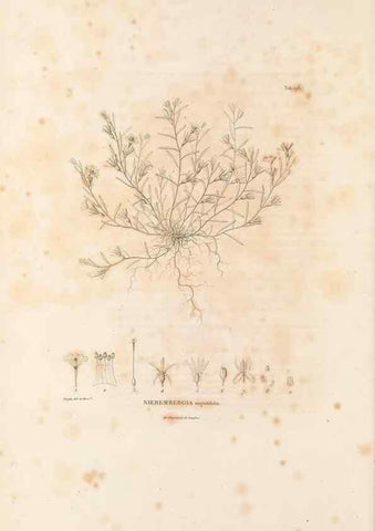 Reproducción/Reproduction 49521539601: Nova genera et species plantarum :. Antverpiae :Ex officina Christophori Plantini ...,1576.. 
