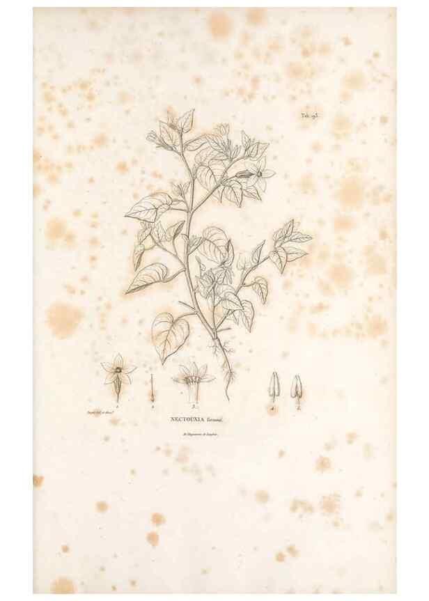 Reproducción/Reproduction 49521539866: Nova genera et species plantarum :. Antverpiae :Ex officina Christophori Plantini ...,1576.. 