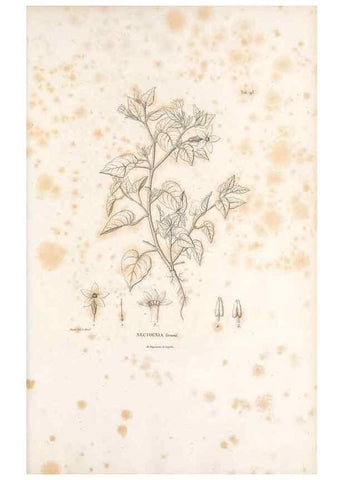 Reproducción/Reproduction 49521539866: Nova genera et species plantarum :. Antverpiae :Ex officina Christophori Plantini ...,1576.. 