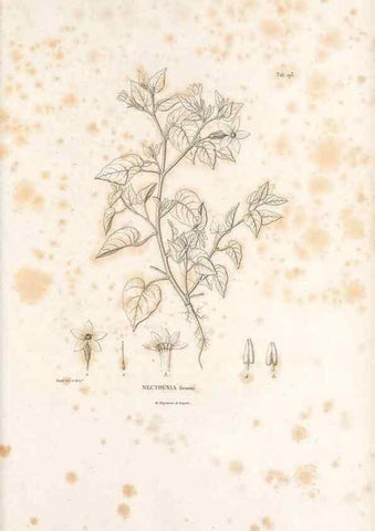 Reproducción/Reproduction 49521539866: Nova genera et species plantarum :. Antverpiae :Ex officina Christophori Plantini ...,1576.. 