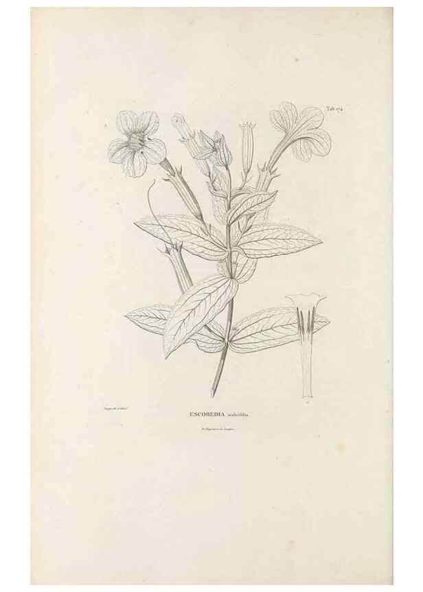 Reproducción/Reproduction 49521690452: Nova genera et species plantarum :. Antverpiae :Ex officina Christophori Plantini ...,1576.. 