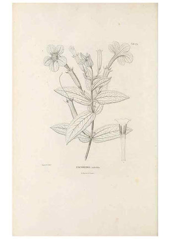 Reproducción/Reproduction 49521690452: Nova genera et species plantarum :. Antverpiae :Ex officina Christophori Plantini ...,1576.. 