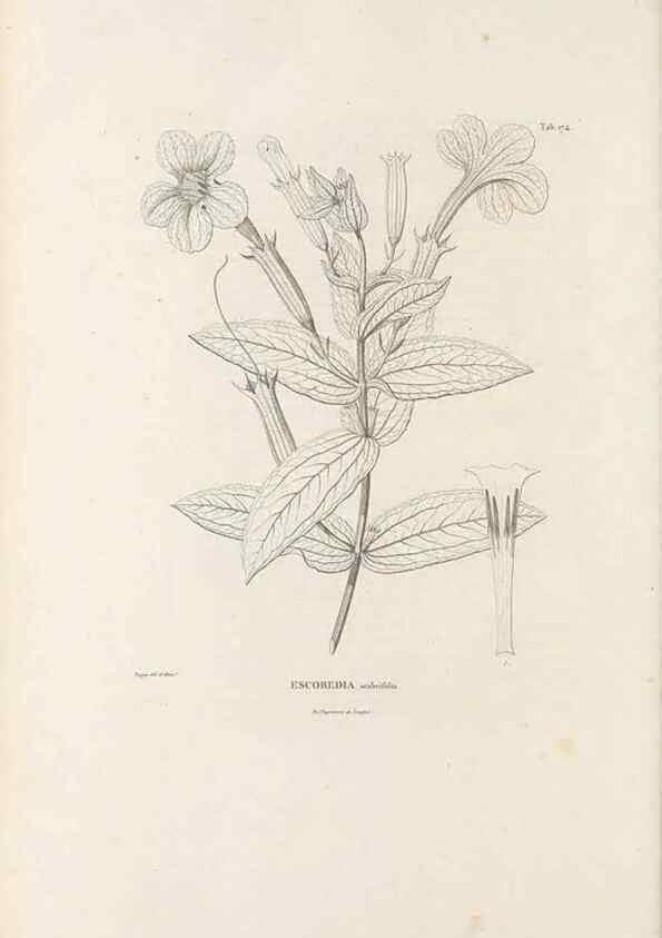 Reproducción/Reproduction 49521690452: Nova genera et species plantarum :. Antverpiae :Ex officina Christophori Plantini ...,1576.. 