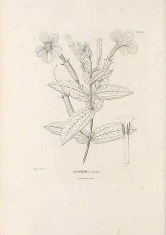 Reproducción/Reproduction 49521690452: Nova genera et species plantarum :. Antverpiae :Ex officina Christophori Plantini ...,1576.. 