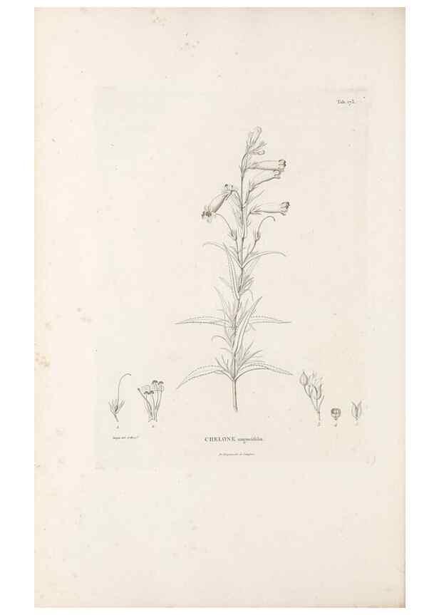 Reproducción/Reproduction 49520953998: Nova genera et species plantarum :. Antverpiae :Ex officina Christophori Plantini ...,1576.. 