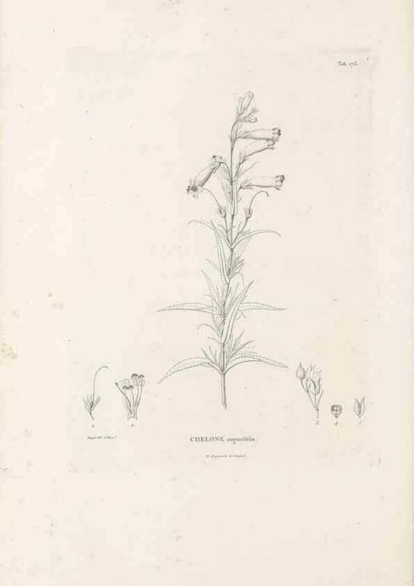 Reproducción/Reproduction 49520953998: Nova genera et species plantarum :. Antverpiae :Ex officina Christophori Plantini ...,1576.. 