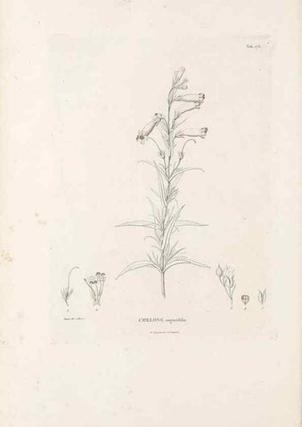 Reproducción/Reproduction 49520953998: Nova genera et species plantarum :. Antverpiae :Ex officina Christophori Plantini ...,1576.. 